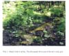 Plate 3. Maple Creek (DFS) in spring
